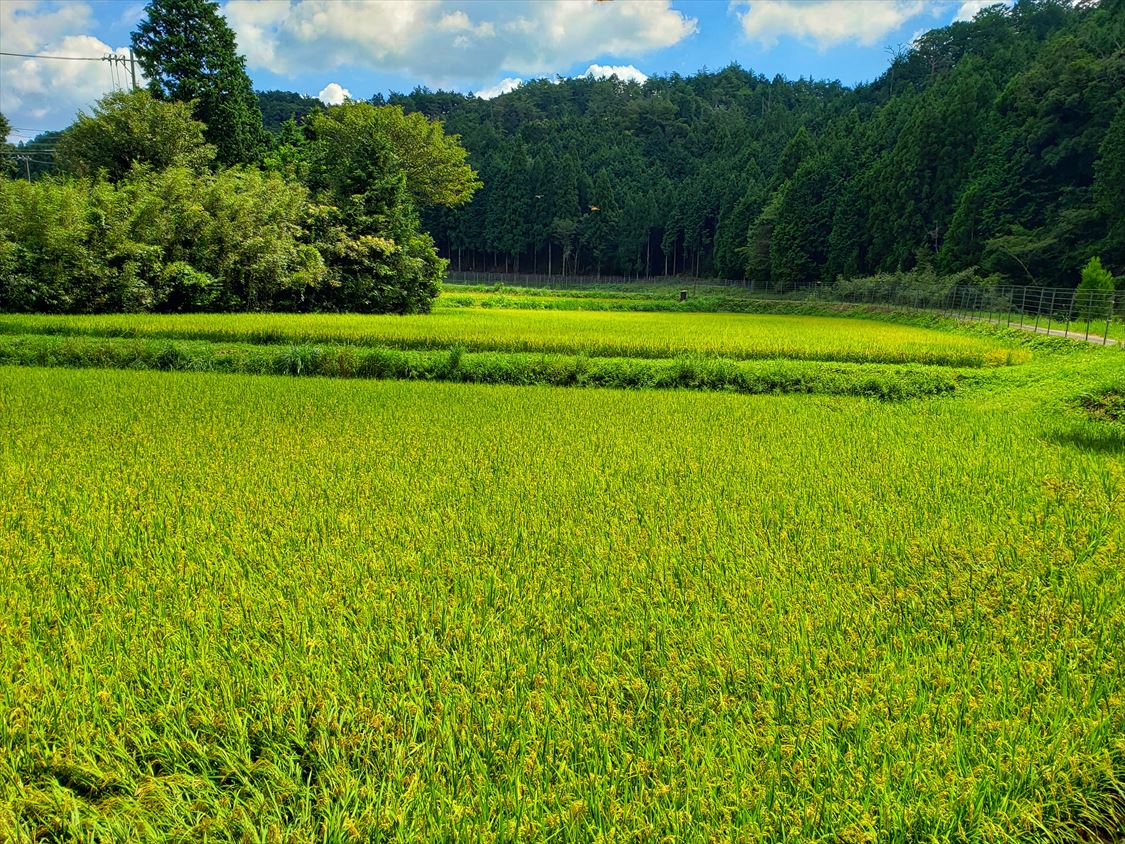 「千万町棚田」が指定棚田地域に | e ホームニュース